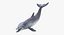 3D marine mammals rigged