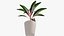 Indoor Plant 4