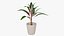 Indoor Plant 4