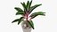 Indoor Plant 4