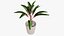 Indoor Plant 4
