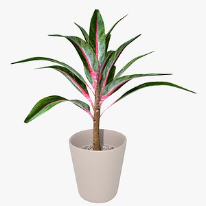 Indoor Plant 4