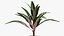 Indoor Plant 4