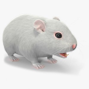 Dwarf Hamster White Fur 3D model