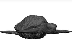 Sea Turtle Stl 3D