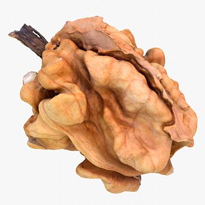 Walnut kernel high-poly 3D model 3D model