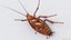3D Realistic Cockroach