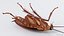 3D Realistic Cockroach