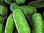 Bacillus