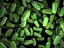 Bacillus