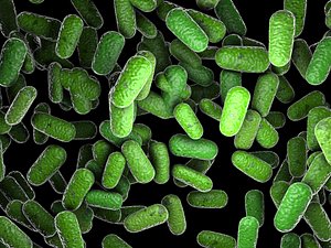 Bacillus