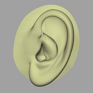 human ear 3d model