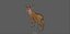 Fawn Deer Rig