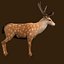 Fawn Deer Rig