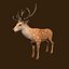 Fawn Deer Rig
