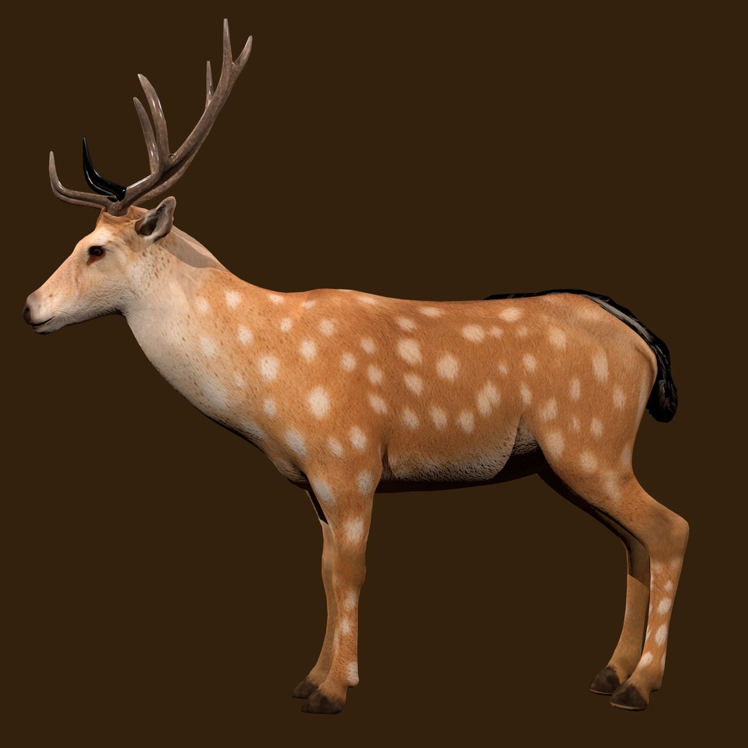 3D Fawn Deer Rig model https://p.turbosquid.com/ts-thumb/O2/0t6Mjy/fx/render_1_0005/jpg/1769089717/1920x1080/fit_q87/32d40a03de00fdad30932595770ee4efdd96189e/render_1_0005.jpg