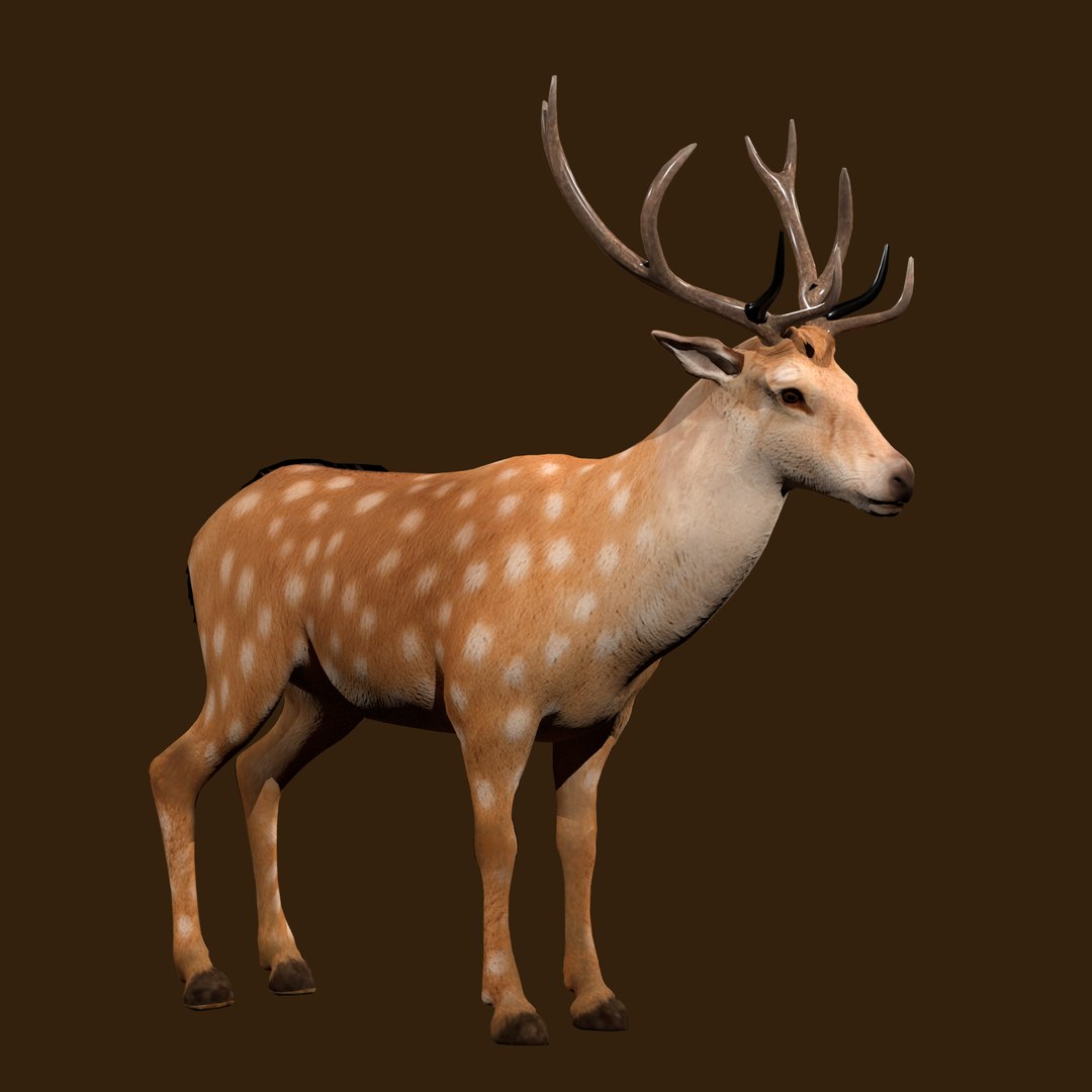 3D Fawn Deer Rig model https://p.turbosquid.com/ts-thumb/O2/0t6Mjy/k5/render_1_0002/jpg/1769089716/1920x1080/fit_q87/fd02a24f289230947847b000121db4d990489bd6/render_1_0002.jpg