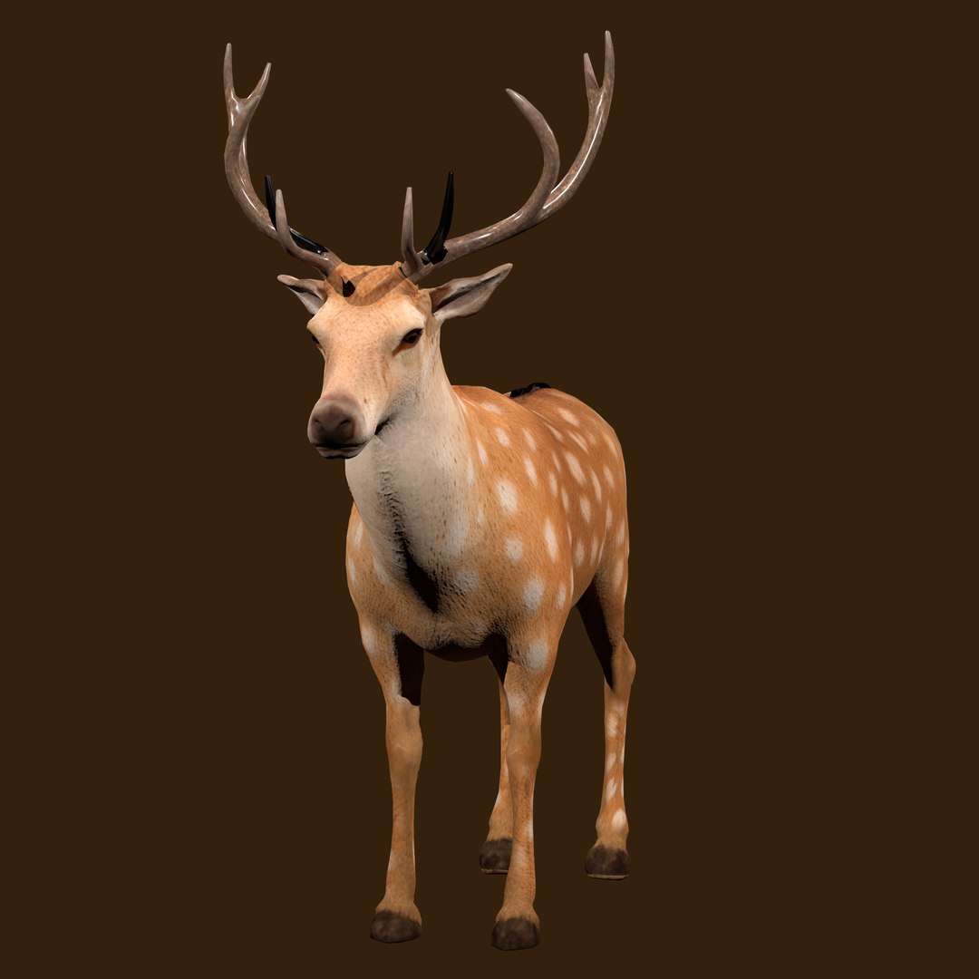 3D Fawn Deer Rig model https://p.turbosquid.com/ts-thumb/O2/0t6Mjy/ke/render_1_0003/jpg/1769089717/1920x1080/fit_q87/4f8308372207328d1cb4297b3c971425d10f81a1/render_1_0003.jpg