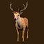 Fawn Deer Rig