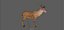 Fawn Deer Rig