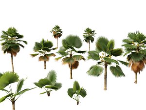 Pritchardia pacifica - Fiji Fan Palm model