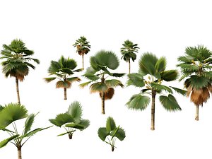 Pritchardia pacifica - Fiji Fan Palm