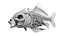 Statique de l'anatomie complète du poisson