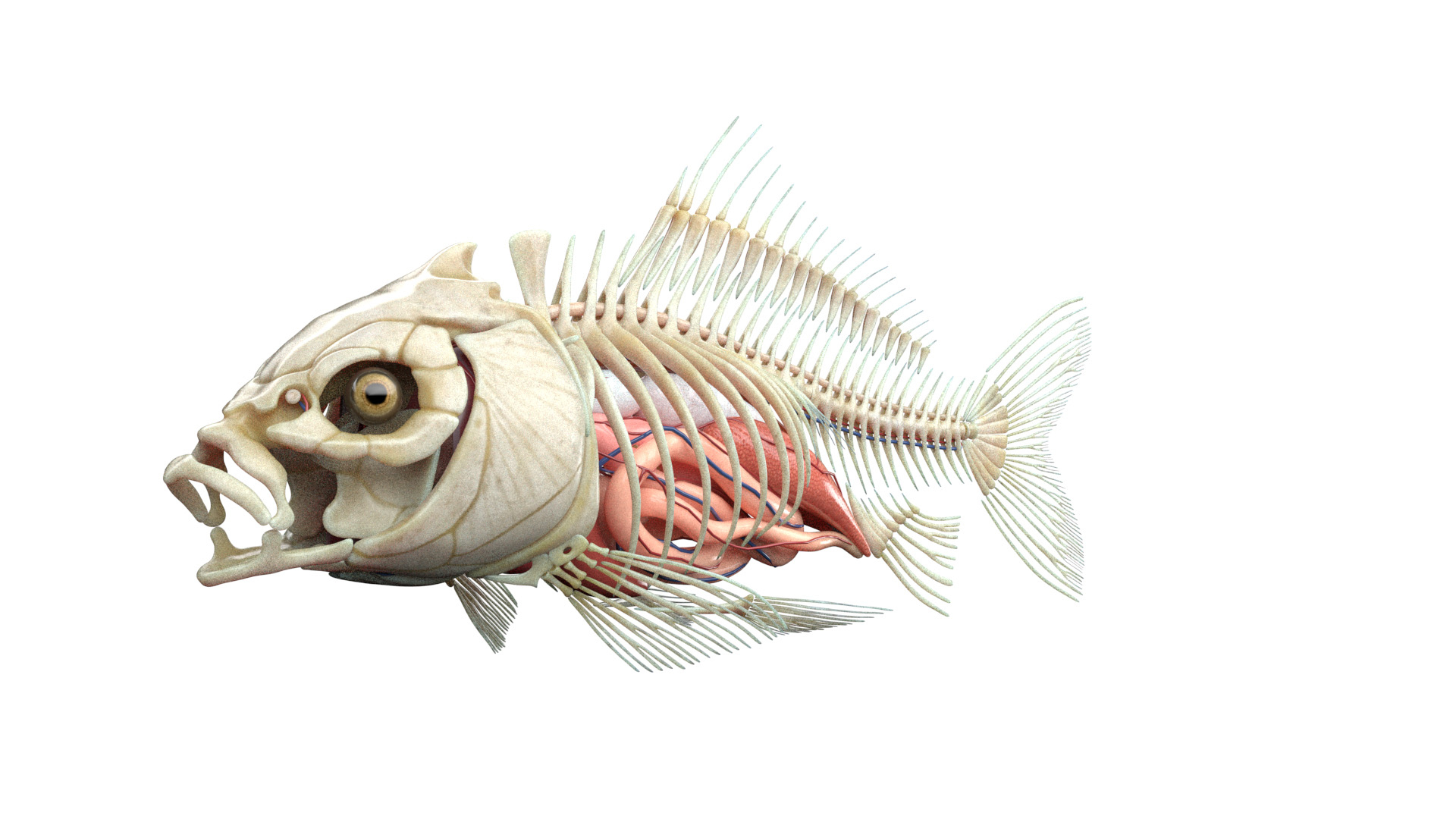 Full Fish Anatomy Static 3D model https://p.turbosquid.com/ts-thumb/O2/8TnSFB/2u/fish_tt_anatomy_2f/jpg/1657714578/1920x1080/turn_fit_q99/fe1329fd8b39dd9fa23c02c8ead4a7cf3c1a061c/fish_tt_anatomy_2f-1.jpg