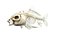 Statique de l'anatomie complète du poisson