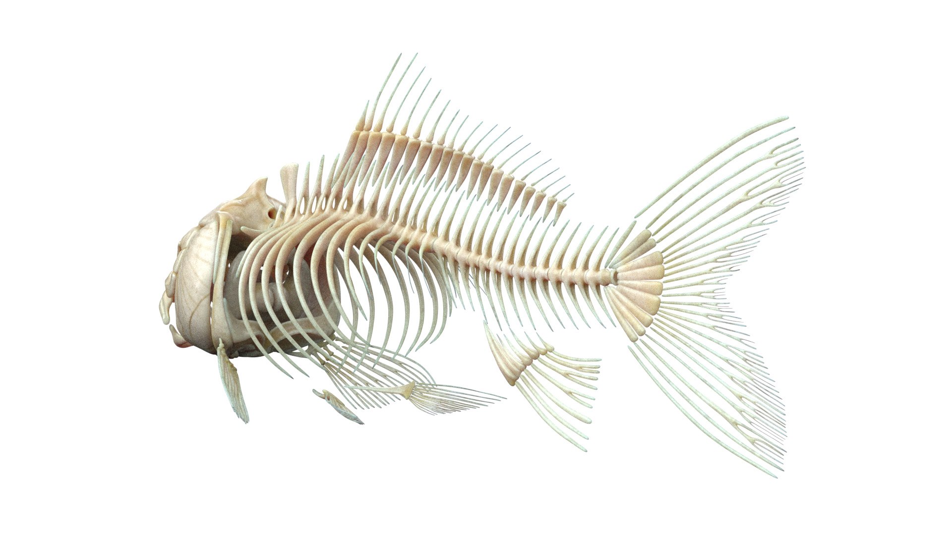 Full Fish Anatomy Static 3D model https://p.turbosquid.com/ts-thumb/O2/8TnSFB/7j/fish_anatomy_03f0002/jpg/1657716709/1920x1080/fit_q87/9c36c476d963f862d81972e9f0d17e5421dec2a2/fish_anatomy_03f0002.jpg