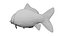 Statique de l'anatomie complète du poisson