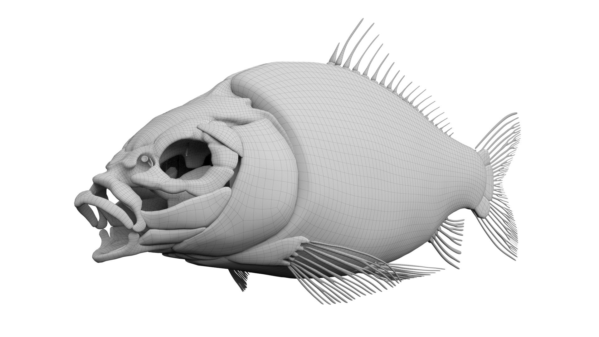Full Fish Anatomy Static 3D model https://p.turbosquid.com/ts-thumb/O2/8TnSFB/IR/fish_wire_anatomy1f0000/jpg/1657716717/1920x1080/fit_q87/61e1c78f51d821488fcef966d95c76eeb408b0d1/fish_wire_anatomy1f0000.jpg