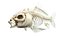 Statique de l'anatomie complète du poisson