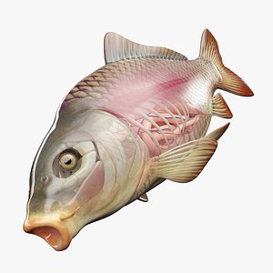 Full Fish Anatomy Static 3D model