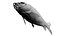 Statique de l'anatomie complète du poisson