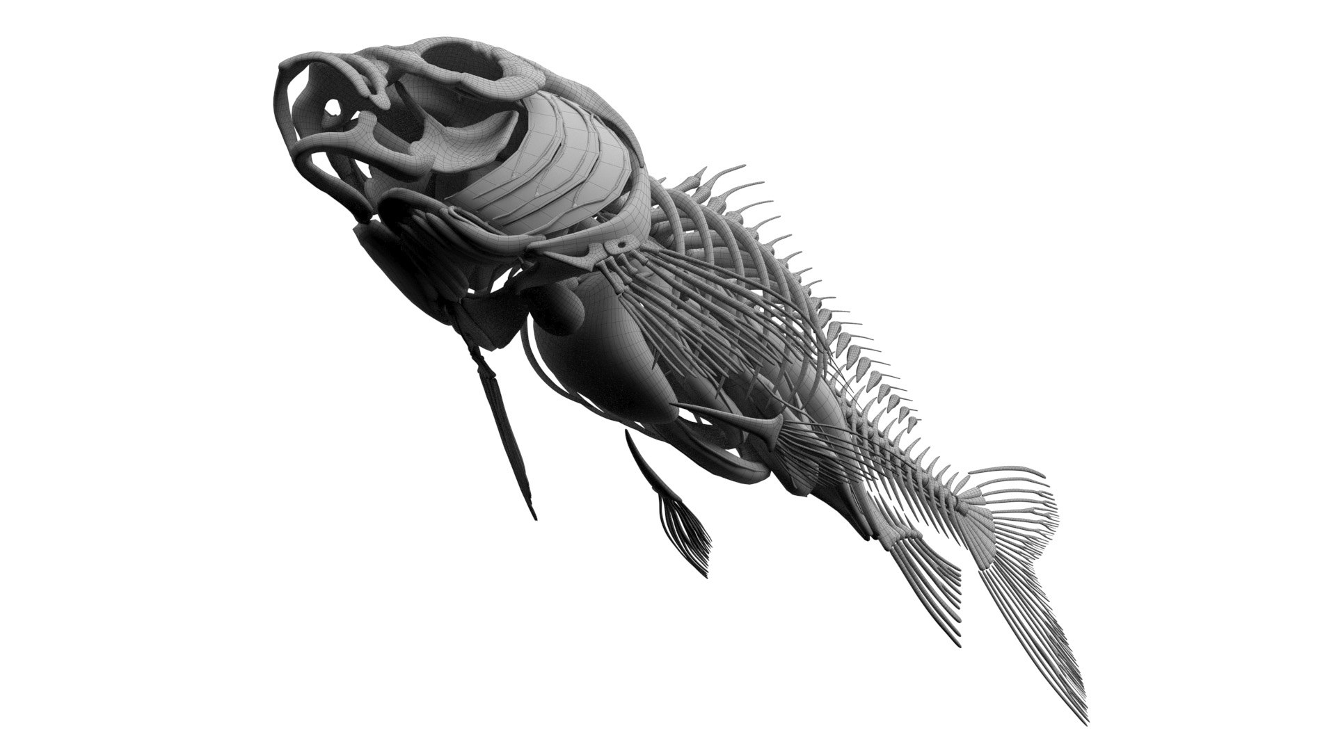 Full Fish Anatomy Static 3D model https://p.turbosquid.com/ts-thumb/O2/8TnSFB/gM/fish_wire_anatomy2f0003/jpg/1657716722/1920x1080/fit_q87/cf6391af4e31df0952f41f6605b8eb3aed105a1b/fish_wire_anatomy2f0003.jpg