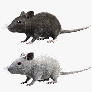 3d model grey house mouse fur
