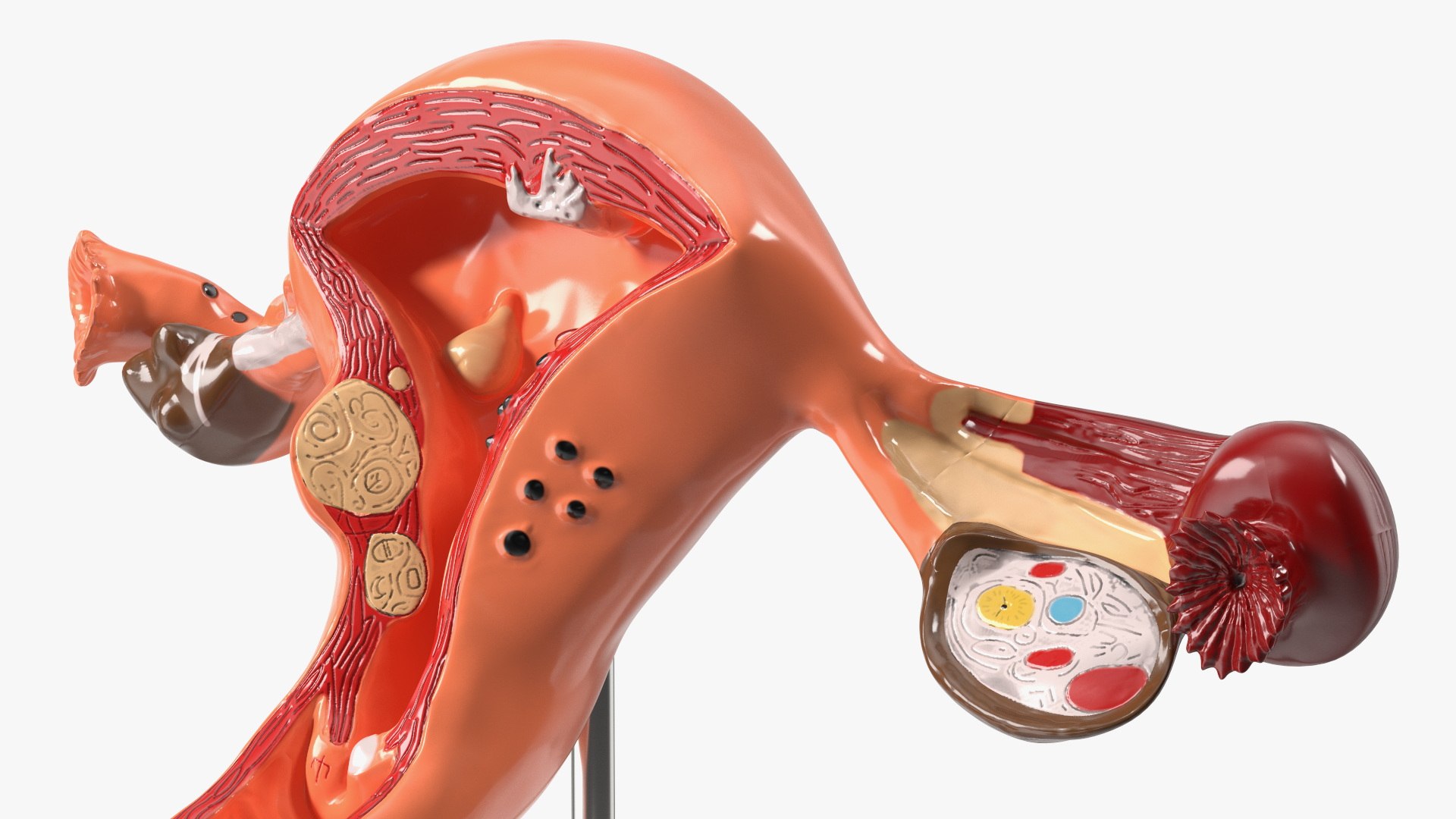 3D Medical Models Collection 5 model - TurboSquid 2122530