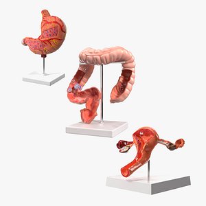 3D Medical Models Collection 5 model