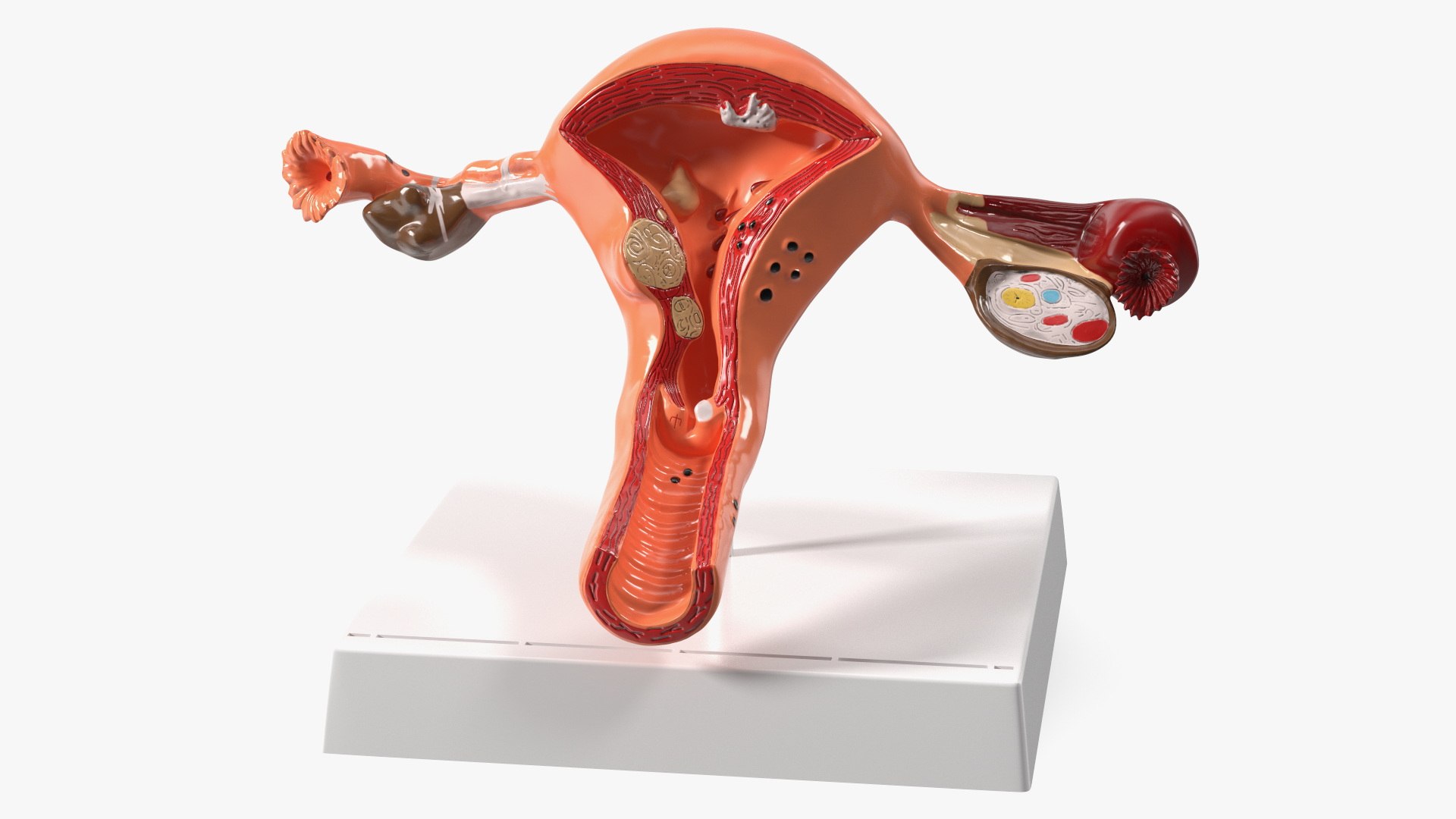 3D Medical Models Collection 5 model - TurboSquid 2122530