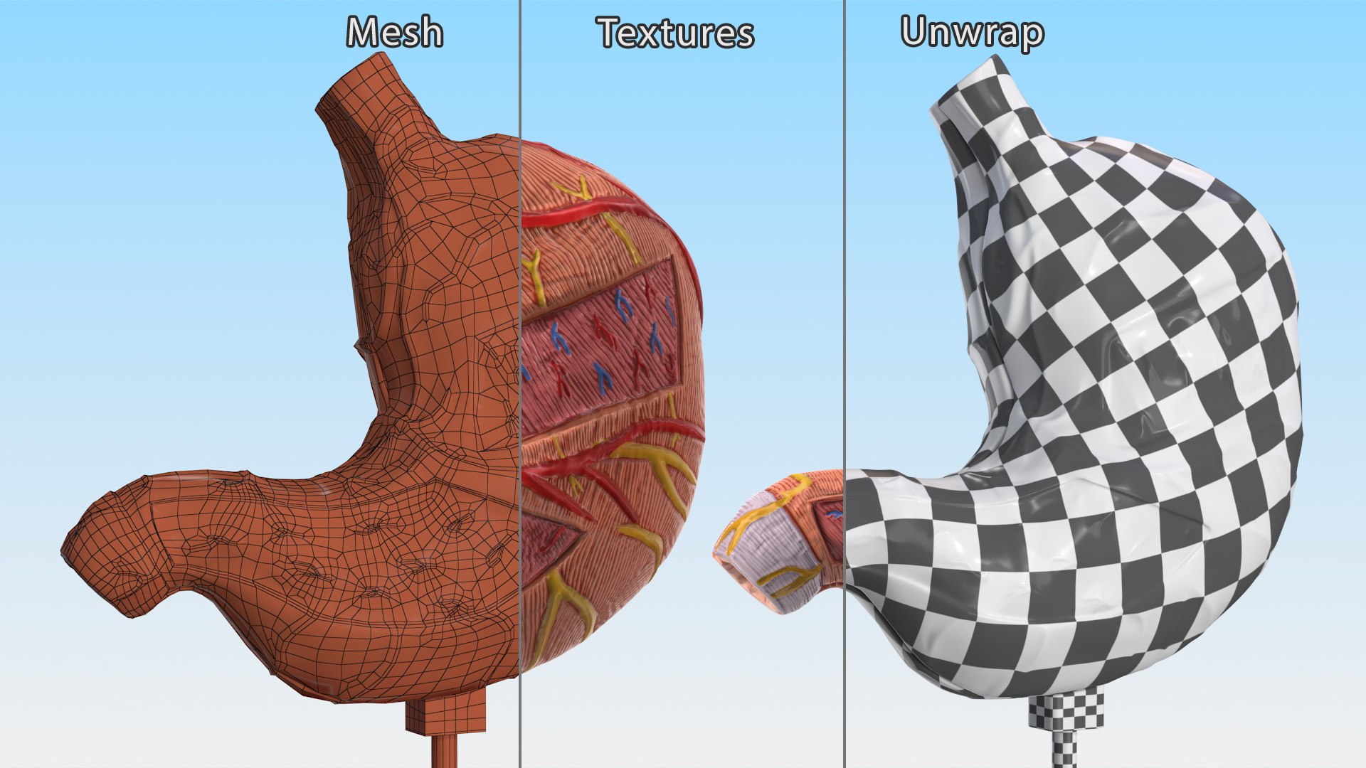 3D Medical Models Collection 5 model - TurboSquid 2122530