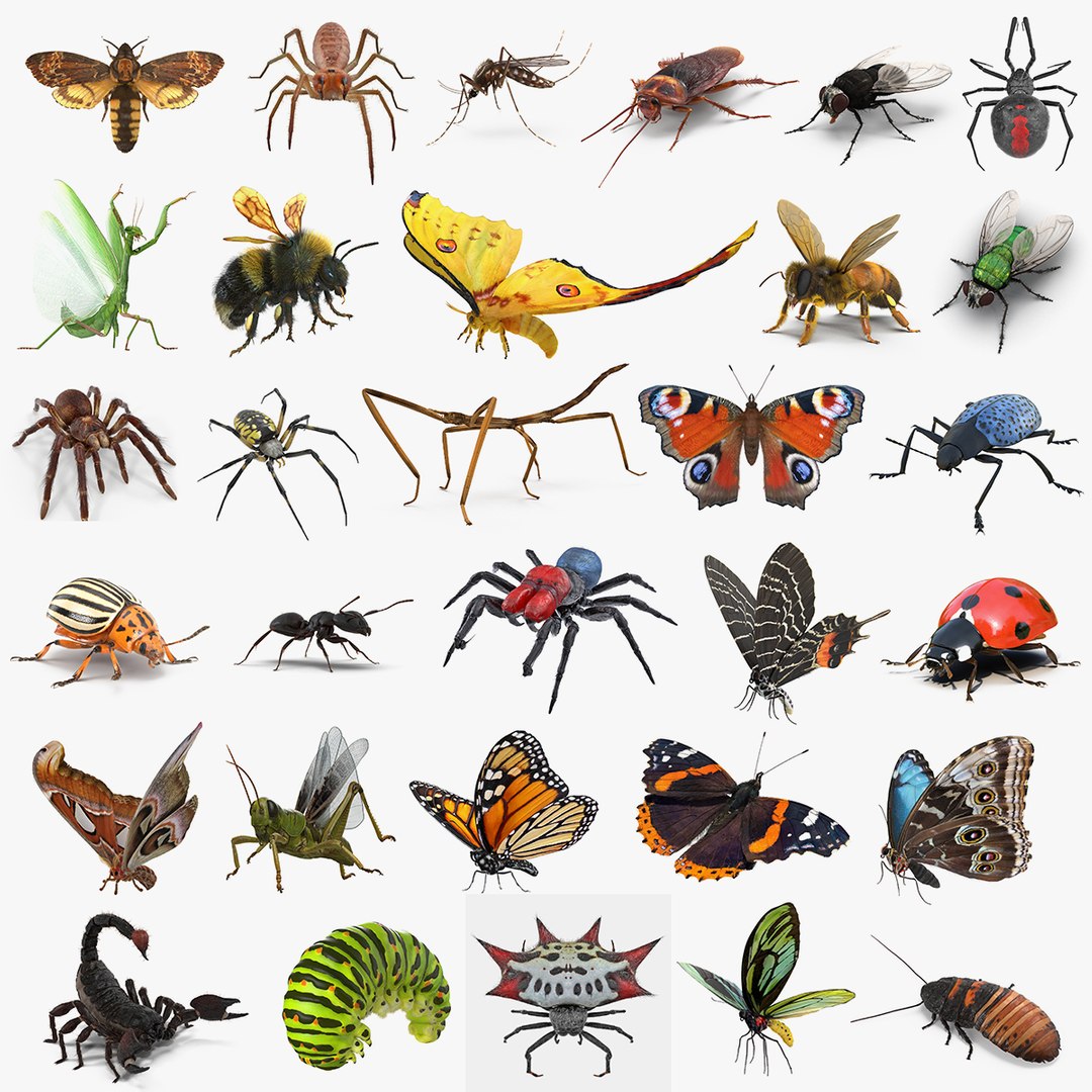 Insects Big Rigged Collection 3 3D model preview