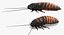 3D insects big rigged 3