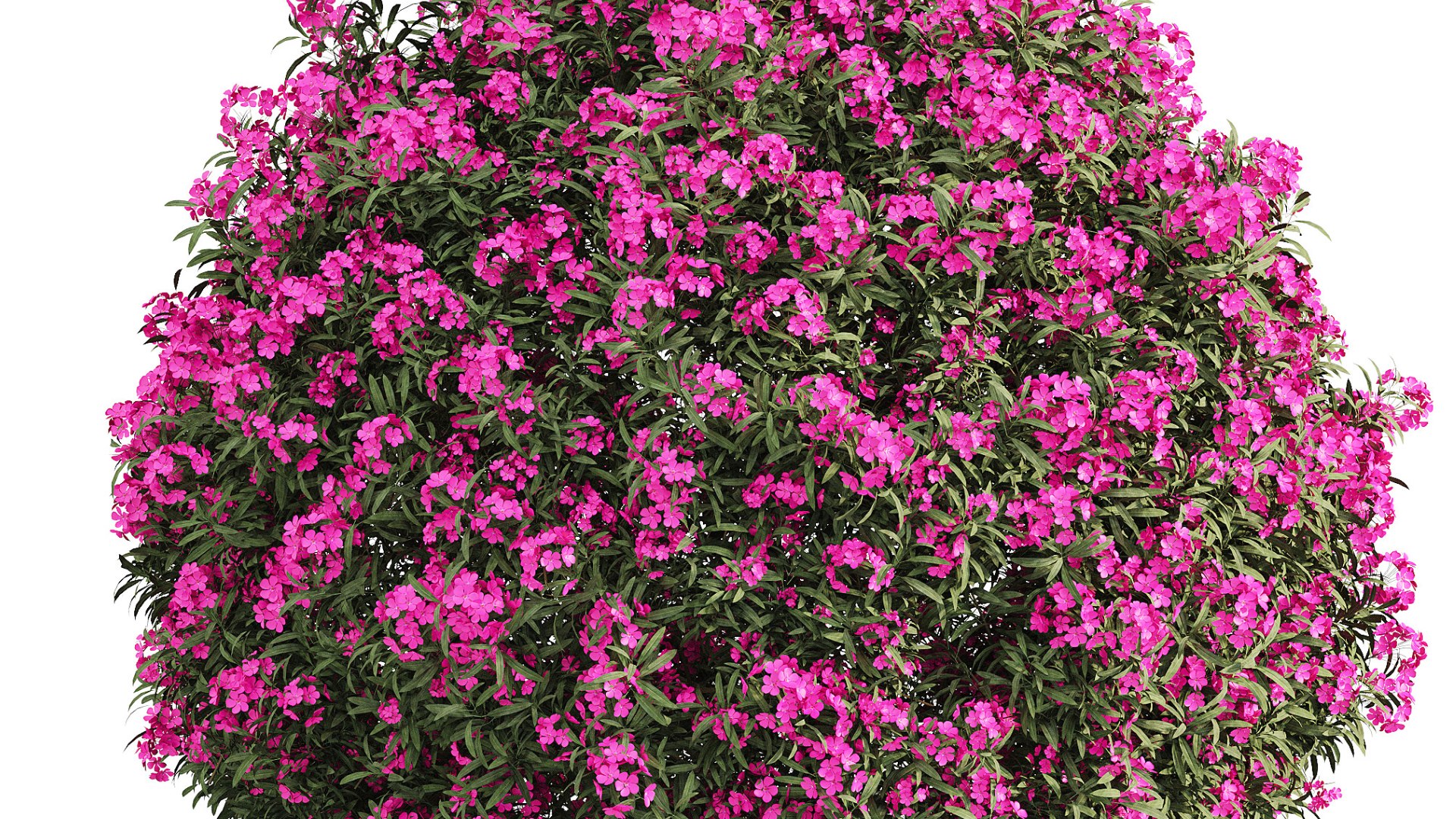 ourdoor plant 1 3D model https://p.turbosquid.com/ts-thumb/O2/PSX38l/Lw/620240314t101223.990/png/1710400392/1920x1080/fit_q87/9ad3860317de48babc530046086cbbc5905b7673/620240314t101223.990.jpg