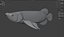 Arowana Fish