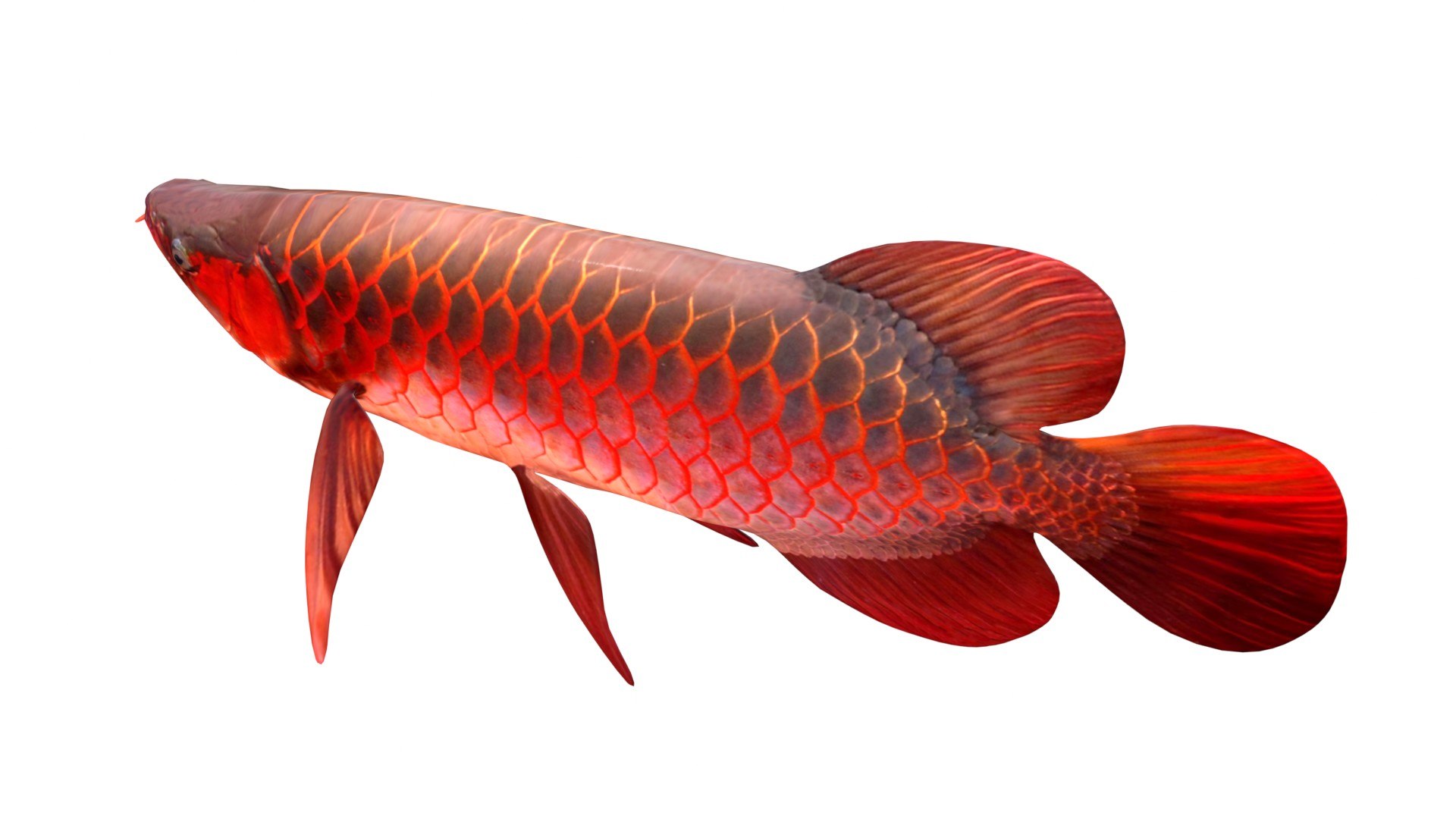 3D Arowana Fish https://p.turbosquid.com/ts-thumb/O2/SJM1KG/86/3/jpg/1774419753/1920x1080/fit_q87/f7c276c31a9499bc3527e2430c7f0fbc43267eb4/3.jpg