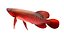 Arowana Fish