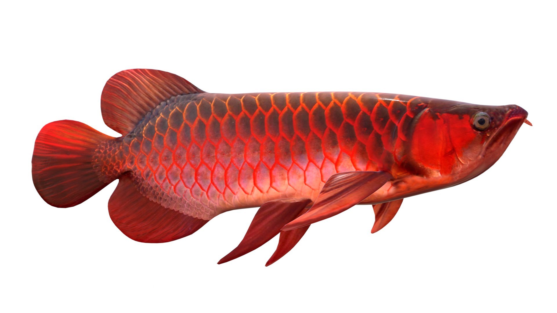 3D Arowana Fish https://p.turbosquid.com/ts-thumb/O2/SJM1KG/8v/4/jpg/1774419754/1920x1080/fit_q87/c0529223ff885487b9eabcb525bce3970711236d/4.jpg