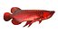 Arowana Fish