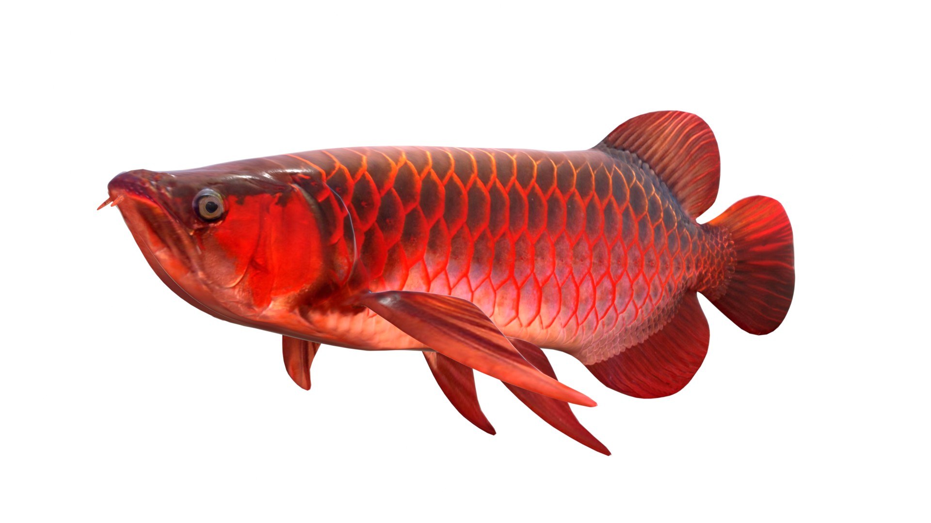 3D Arowana Fish https://p.turbosquid.com/ts-thumb/O2/SJM1KG/ET/1/jpg/1774419750/1920x1080/fit_q87/174d3bac27e340f0179bea5f247cbf94a66b2152/1.jpg
